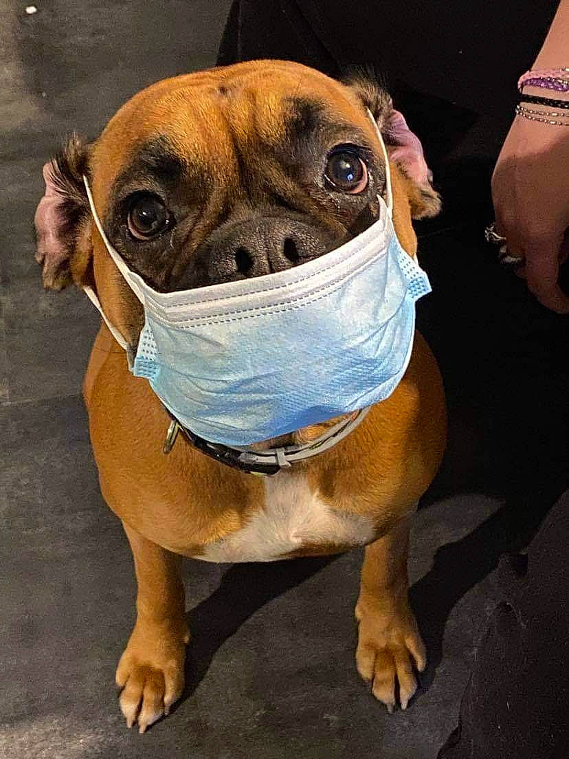 Opium participe au concours pour gagner de l'argent avec cette photo : ancient_dog_breeds, bulldog, canidae, carnivore, collar, companion_dog, dog, dog_breed, dog_collar, dog_supply, fawn, guard_dog, molosser, pet_supply, snout, sporting_group, whiskers, working_animal, working_dog, wrinkle