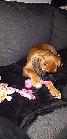 Opium a rejoint le concours — aidez-le/la à gagner de superbes lots ! boxer, bulldog, carnivore, comfort, companion_dog, dog, dog_breed, dog_supply, fawn, flooring, fur, liver, paw, pet_supply, rose, tail, toy, toy_dog, whiskers, working_animal