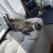 Kevin is registered to the contest to win money with this photo: cat, tabby_cat, chair, cushion, window, curtain, sunlight, indoor, relaxed, pet, feline, home, decor, candle, flower, glass_vase, wooden_frame, floor, resting, cozy