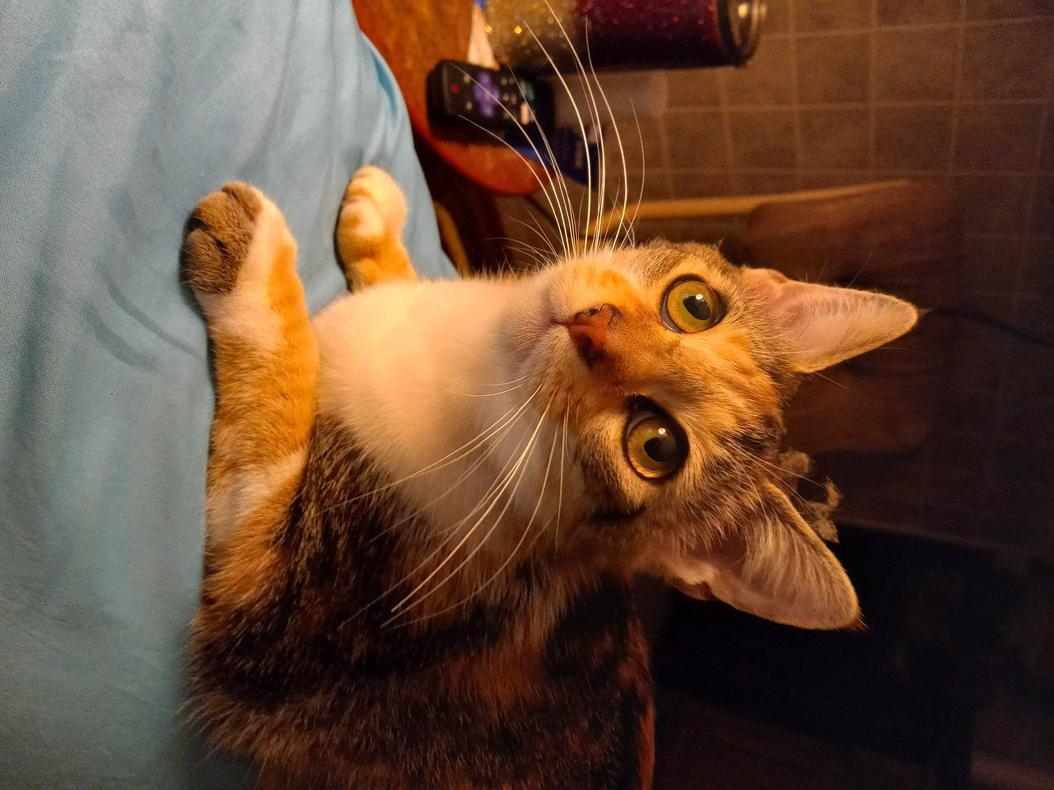 Callie joined the competition — help win amazing prizes! beard, carnivore, cat, claw, comfort, domestic_short_haired_cat, ear, fawn, felidae, fur, gesture, jaw, moustache, nail, paw, small_to_medium_sized_cats, snout, tail, whiskers, window