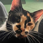 Little Shit joined the competition — help win amazing prizes! animal, calico, cat, close_up, closeup, curious, cute, domestic_cat, ears, eyes, face, feline, fur, indoor, mammal, nose, pet, portrait, soft_light, whiskers