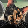 animal, calico, cat, close_up, closeup, curious, cute, domestic_cat, ears, eyes, face, feline, fur, indoor, mammal, nose, pet, portrait, soft_light, whiskers