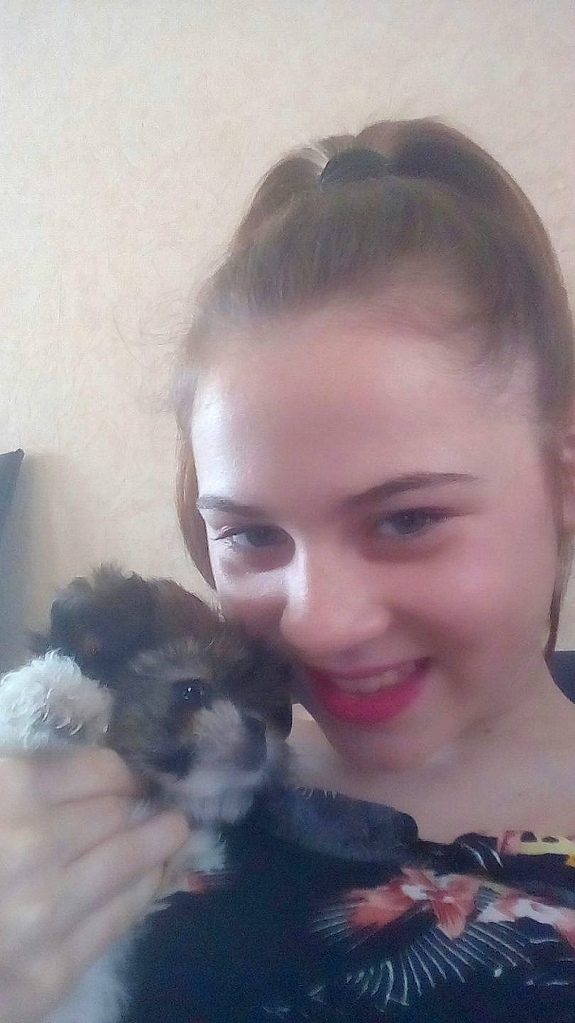 Lou participe au concours pour gagner de l'argent avec cette photo : canidae, carnivore, cheek, companion_dog, dog, dog_breed, eye, eyebrow, face, hair, hairstyle, havanese, head, miniature_schnauzer, morkie, nose, puppy, puppy_love, schnauzer, schnoodle