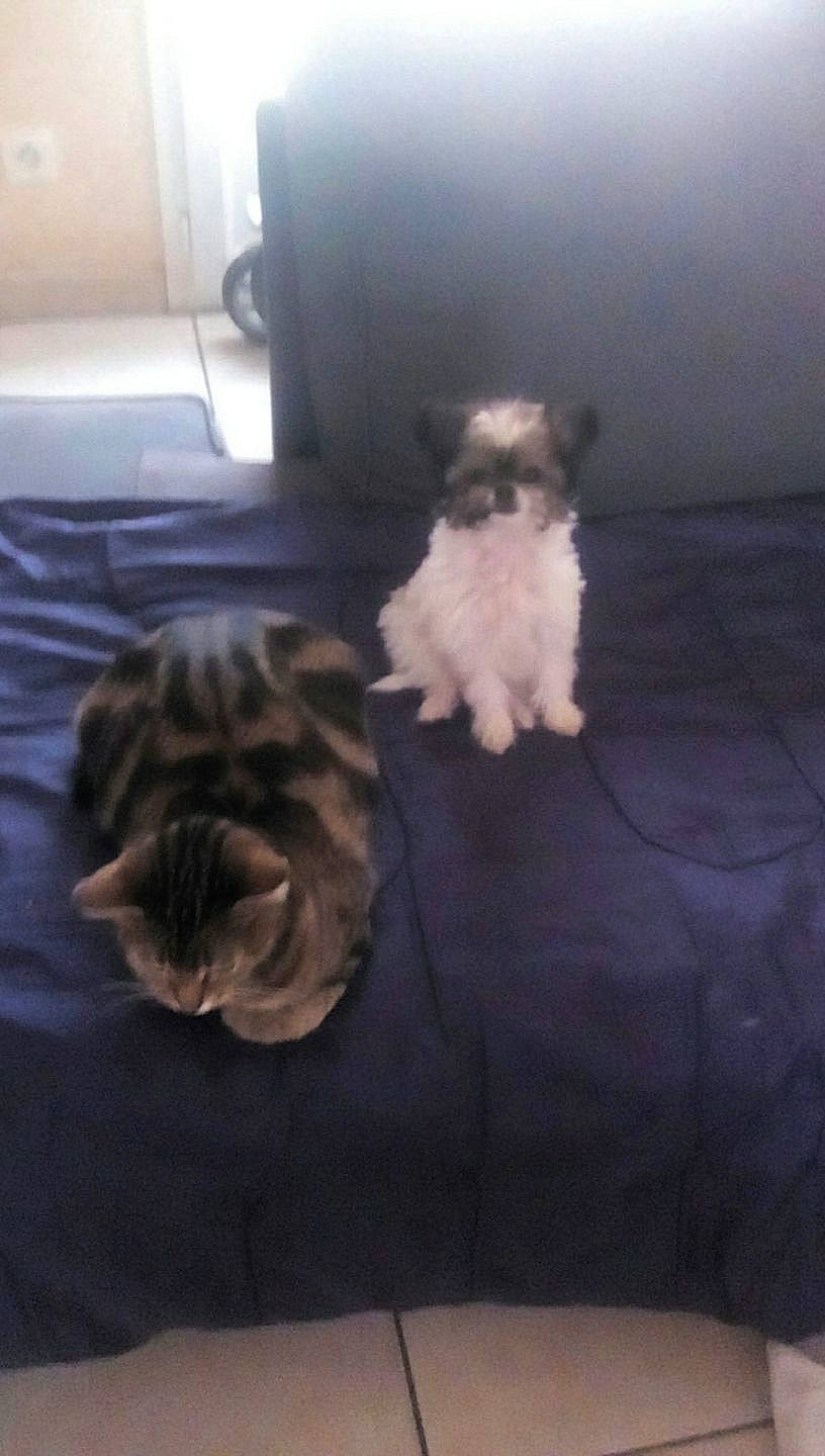 Lou participe au concours pour gagner de l'argent avec cette photo : bolonka, canidae, carnivore, chinese_imperial_dog, cockapoo, companion_dog, dog, dog_breed, havanese, kyi_leo, lhasa_apso, maltese, mammal, morkie, puppy, schnoodle, shih_tzu, toy_dog, toy_poodle, vertebrate