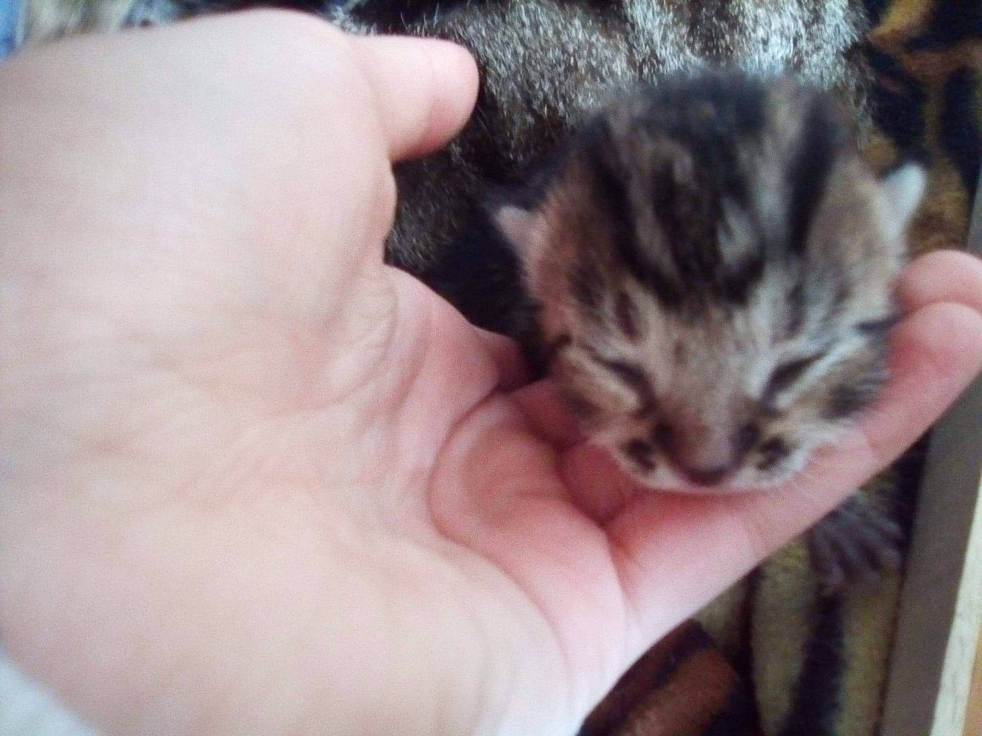 Lizzie participe au concours pour gagner de l'argent avec cette photo : american_shorthair, asian, bengal, carnivore, cat, domestic_short_haired_cat, dragon_li, egyptian_mau, european_shorthair, felidae, finger, fur, hand, kitten, mammal, norwegian_forest_cat, pixie_bob, small_to_medium_sized_cats, tabby_cat, whiskers