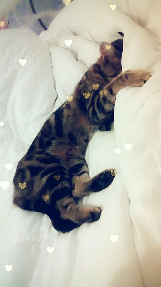 Lizzie a rejoint le concours — aidez-le/la à gagner de superbes lots ! american_shorthair, asian, bengal, canidae, carnivore, cat, domestic_short_haired_cat, dragon_li, european_shorthair, fawn, felidae, kitten, paw, small_to_medium_sized_cats, tabby_cat, tail, whiskers