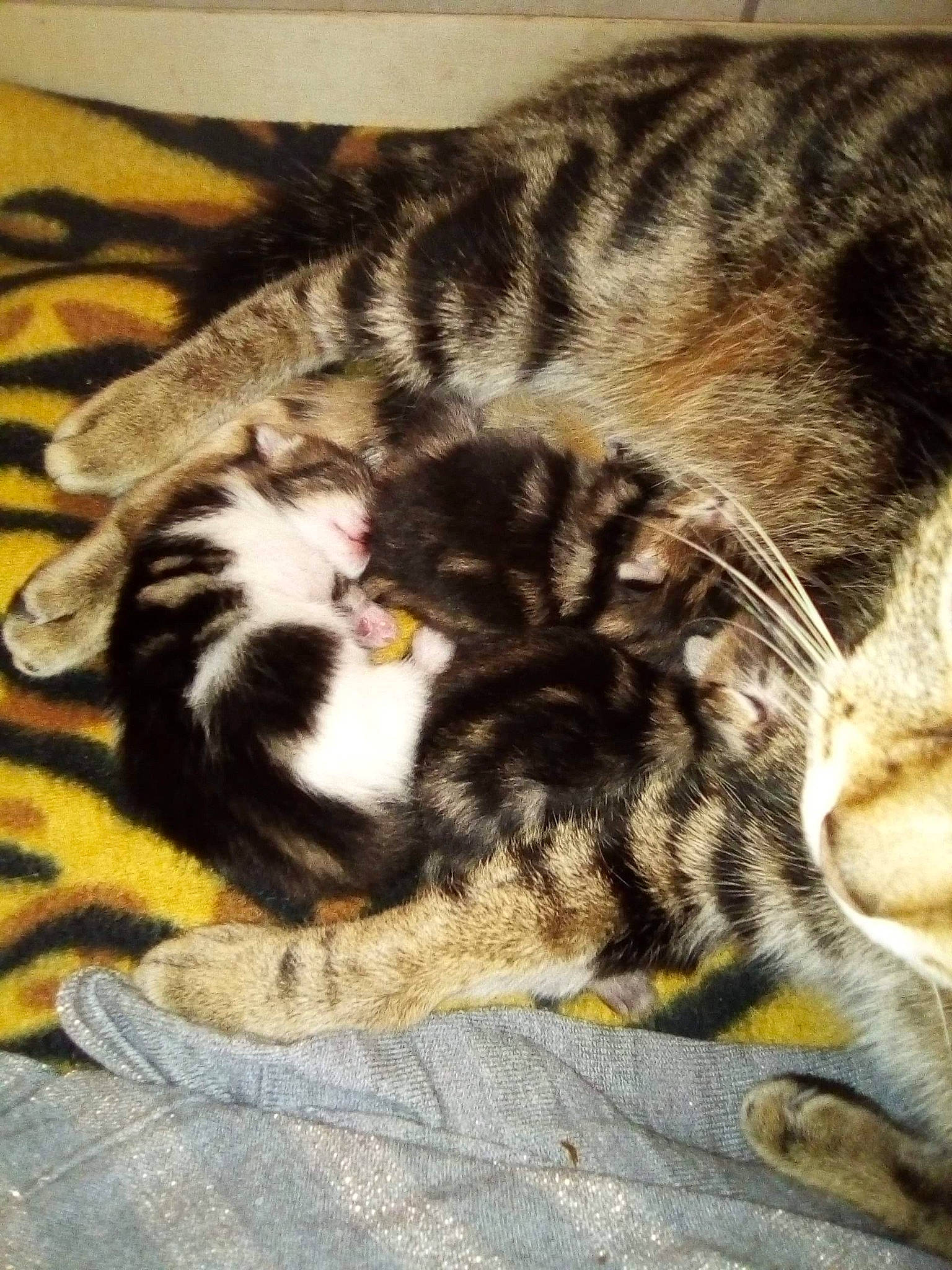 Lizzie participe au concours pour gagner de l'argent avec cette photo : american_shorthair, american_wirehair, asian, carnivore, cat, domestic_short_haired_cat, dragon_li, european_shorthair, felidae, fur, kitten, mammal, nap, paw, sleep, small_to_medium_sized_cats, snout, tabby_cat, whiskers