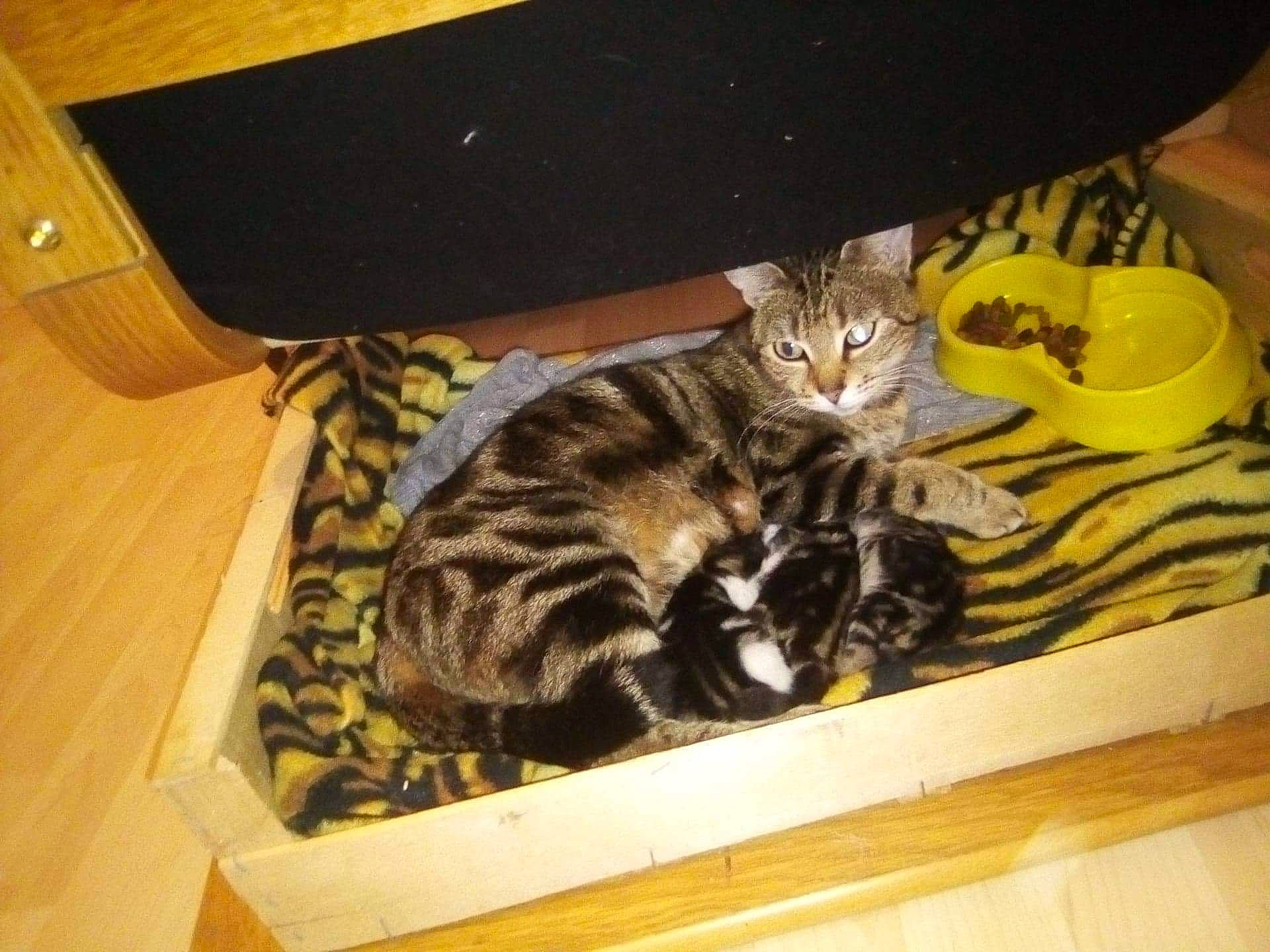 Lizzie a rejoint le concours — aidez-le/la à gagner de superbes lots ! american_shorthair, asian, bengal, box, california_spangled, carnivore, cat, domestic_short_haired_cat, dragon_li, european_shorthair, felidae, kitten, mammal, small_to_medium_sized_cats, tabby_cat, whiskers