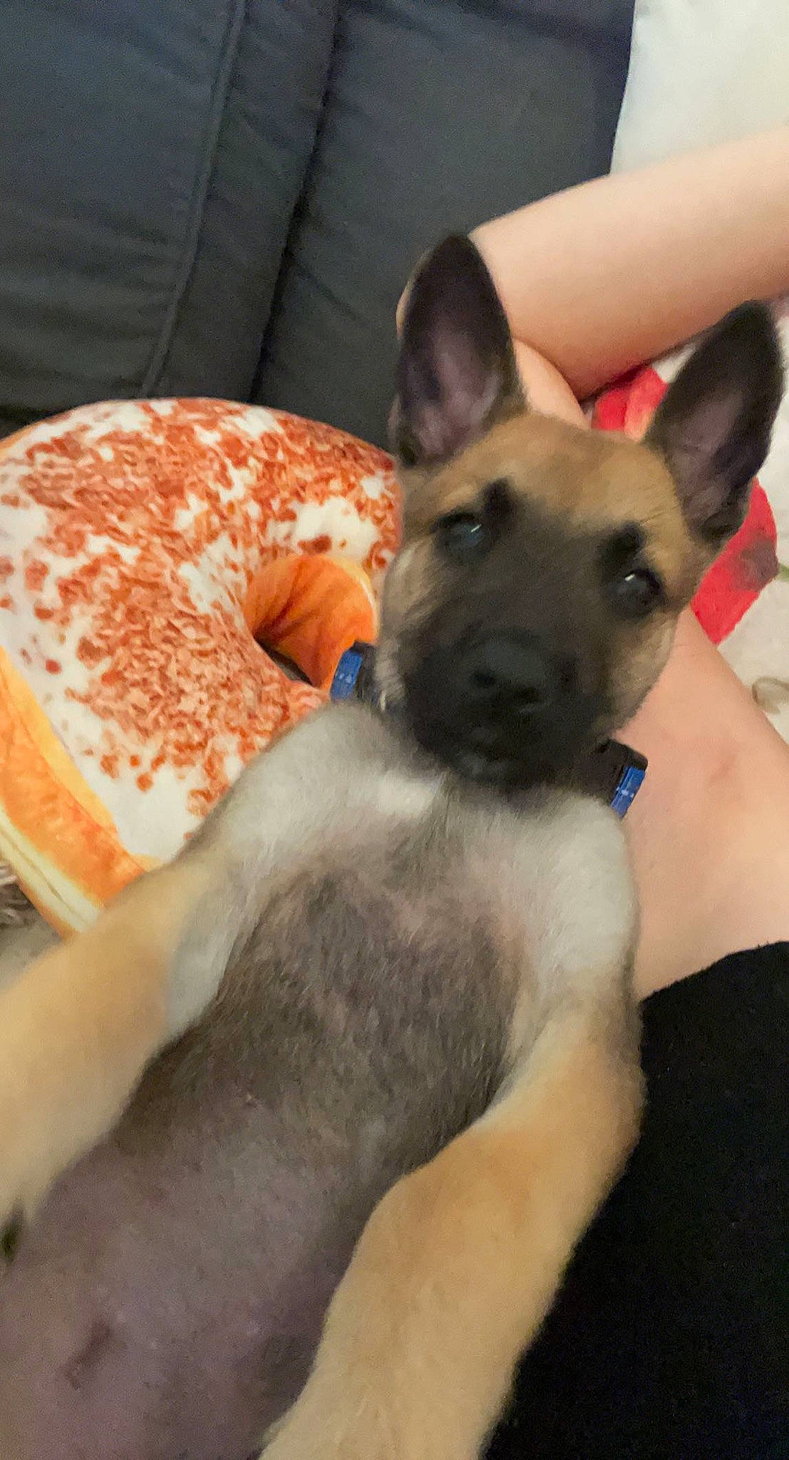 Tyson participe au concours pour gagner de l'argent avec cette photo : canidae, carnivore, chest, comfort, companion_dog, dog, dog_bed, dog_breed, dog_supply, ear, fawn, fur, ingredient, jaw, paw, snout, sporting_group, toy_dog, whiskers, working_animal