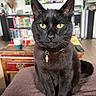 black_cat, cat, pet, indoor, yellow_eyes, collar, pendant, furniture, bookshelf, coffee_cup, wooden_table, living_room, television, nature_scene, waterfall, cushion, domestic_animal, close_up, portrait, feline