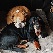 Doudou Et Starlette a rejoint le concours — aidez-le/la à gagner de superbes lots ! animal, app_icons, black_and_tan_dog, blanket, bulldog, canine, cozy, cuddling, dogs, face, funny, home, indoor, lying_down, pet, phone_screen, portrait, sleeping, smartphone, wallpaper