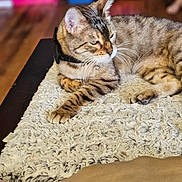 Simba is registered to the contest to win money with this photo: cat, tabby_cat, collar, bell, rug, wooden_table, indoor, pet, feline, relaxed, animal, fur, whiskers, paw, home, blurred_background, floor, person_leg, colorful_objects, domestic_animal