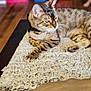 cat, tabby_cat, collar, bell, rug, wooden_table, indoor, pet, feline, relaxed, animal, fur, whiskers, paw, home, blurred_background, floor, person_leg, colorful_objects, domestic_animal