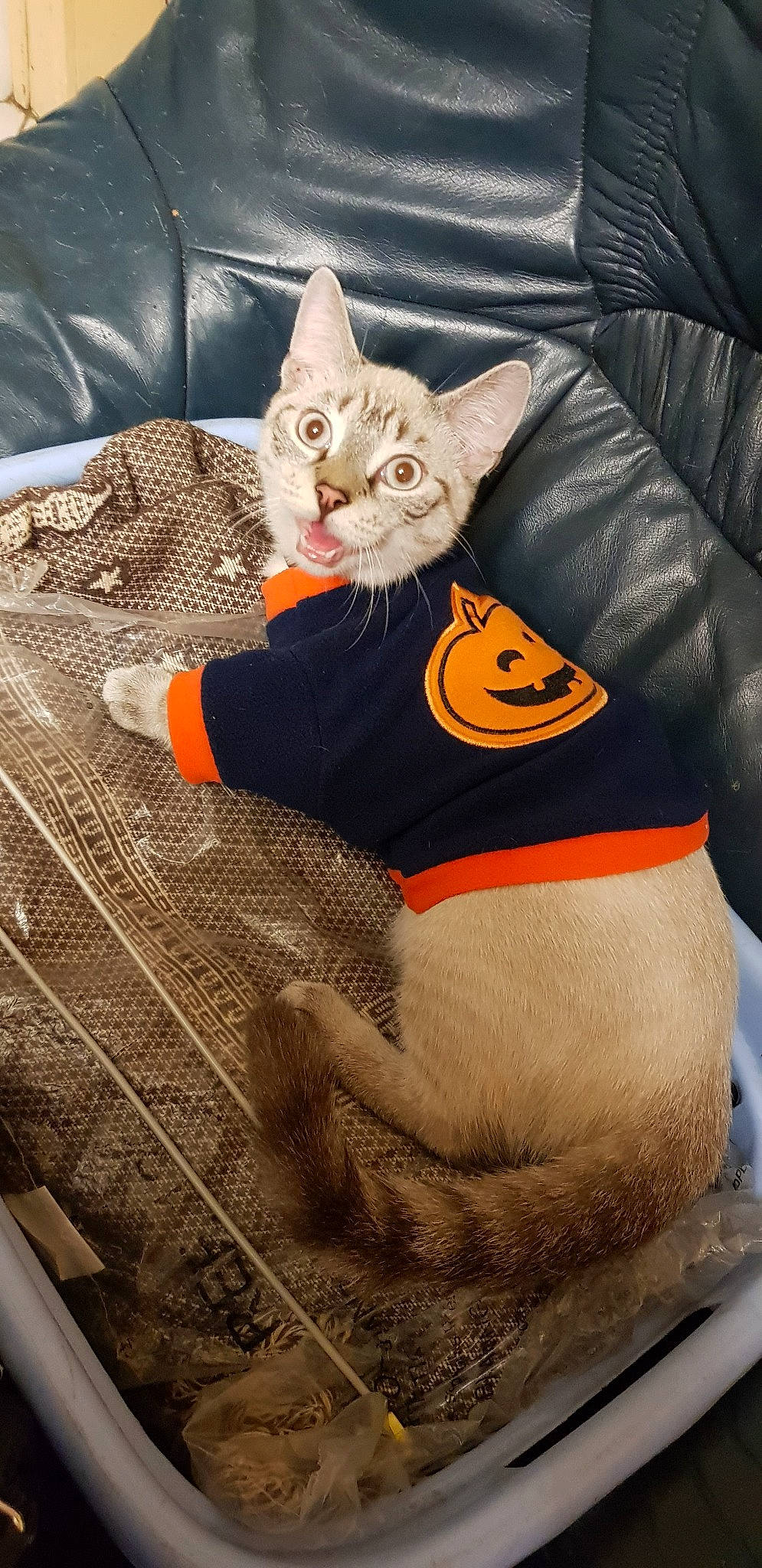 Irish participe au concours pour gagner de l'argent avec cette photo : asian, carnivore, cat, domestic_short_haired_cat, european_shorthair, fawn, felidae, leg, small_to_medium_sized_cats, tail, whiskers