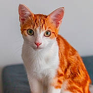 Cappuccino a rejoint le concours — aidez-le/la à gagner de superbes lots ! cat, kitten, orange_and_white, fur, whiskers, ears, eyes, pet, animal, cute, indoor, portrait, feline, young, domestic, mammal, soft, curious, close_up, sitting