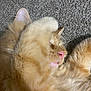 Nugget Ball joined the competition — help win amazing prizes! cat, orange_cat, fluffy, sleeping, paw, carpet, pet, fur, cozy, closeup, animal, whiskers, nose, relaxed, indoor, cute, mammal, feline, resting, soft