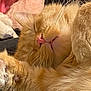 Nugget Ball is registered to the contest to win money with this photo: cat, orange_cat, sleeping, fur, paw, whiskers, close_up, pet, domestic_cat, cozy, relaxation, cute, animal, mammal, feline, soft, resting, indoor, cute_pet, peaceful