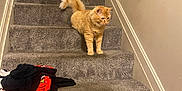 Nugget Ball joined the competition — help win amazing prizes! cat, orange_cat, stairs, carpet, indoor, animal, pet, feline, curious, clothes, pile, wall, handrail, home, step, fur, walking, looking, domestic, room