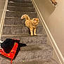 cat, orange_cat, stairs, carpet, indoor, animal, pet, feline, curious, clothes, pile, wall, handrail, home, step, fur, walking, looking, domestic, room