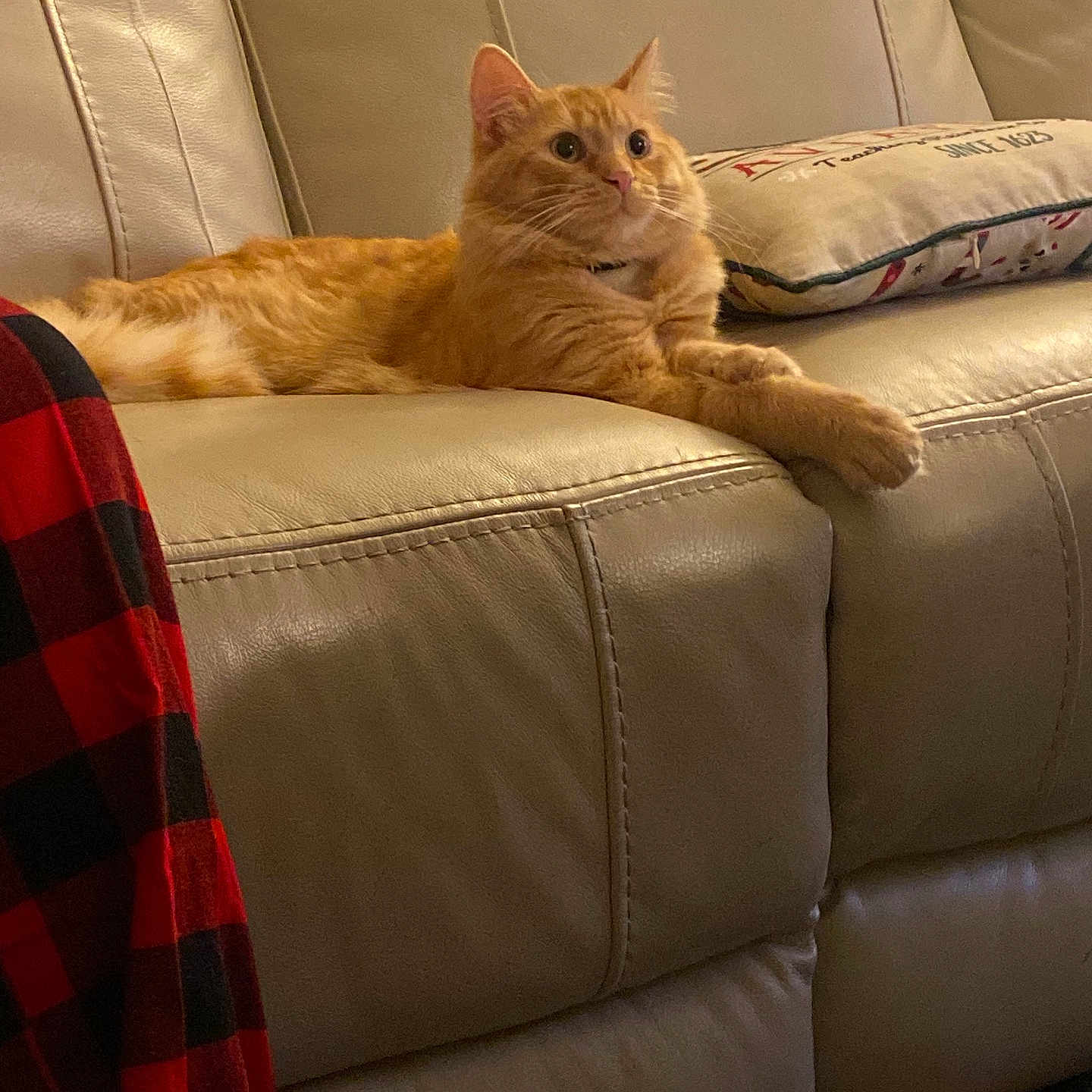 Nugget Ball joined the competition — help win amazing prizes! alert, blanket, cat, couch, cozy, curious, feline, floor, fur, home, indoor, leather_couch, living_room, orange_cat, pet, pillow, plaid, red_and_black, relaxed, toy_car