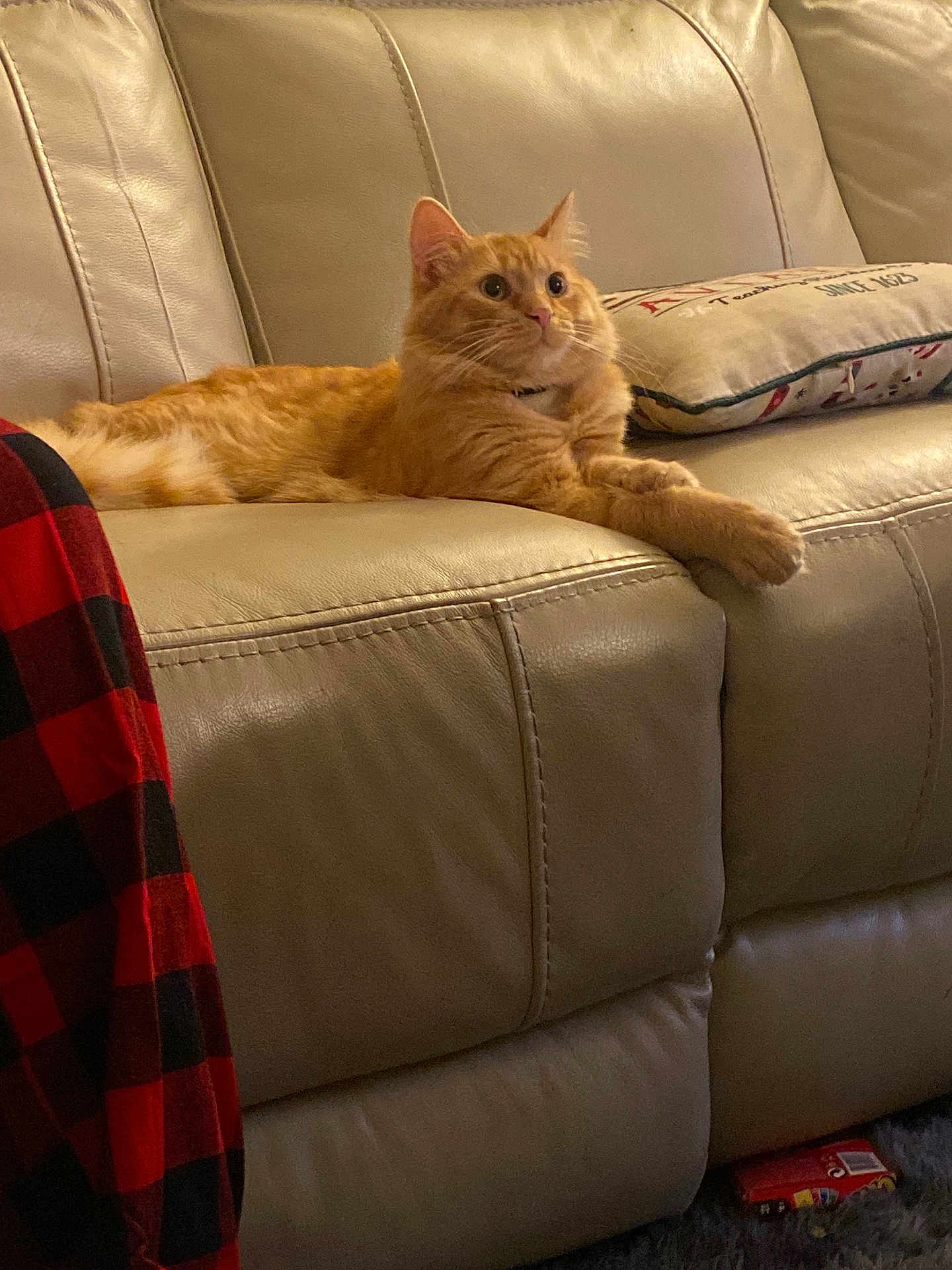 Nugget Ball joined the competition — help win amazing prizes! cat, orange_cat, feline, pet, couch, leather_couch, pillow, blanket, plaid, red_and_black, indoor, home, living_room, fur, alert, curious, toy_car, floor, relaxed, cozy