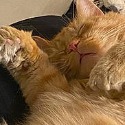 Nugget Ball joined the competition — help win amazing prizes! cat, orange_cat, sleeping, paw, fur, close_up, cozy, indoor, pet, whiskers, relaxed, napping, cute, feline, animal, domestic_cat, soft, resting, pink_nose, fluffy