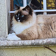 Yuna a rejoint le concours — aidez-le/la à gagner de superbes lots ! accessories, adult, angora, animal, bracelet, cat, jewelry, kitten, male, man, manx, person, pet, plant, siamese, window, windowsill