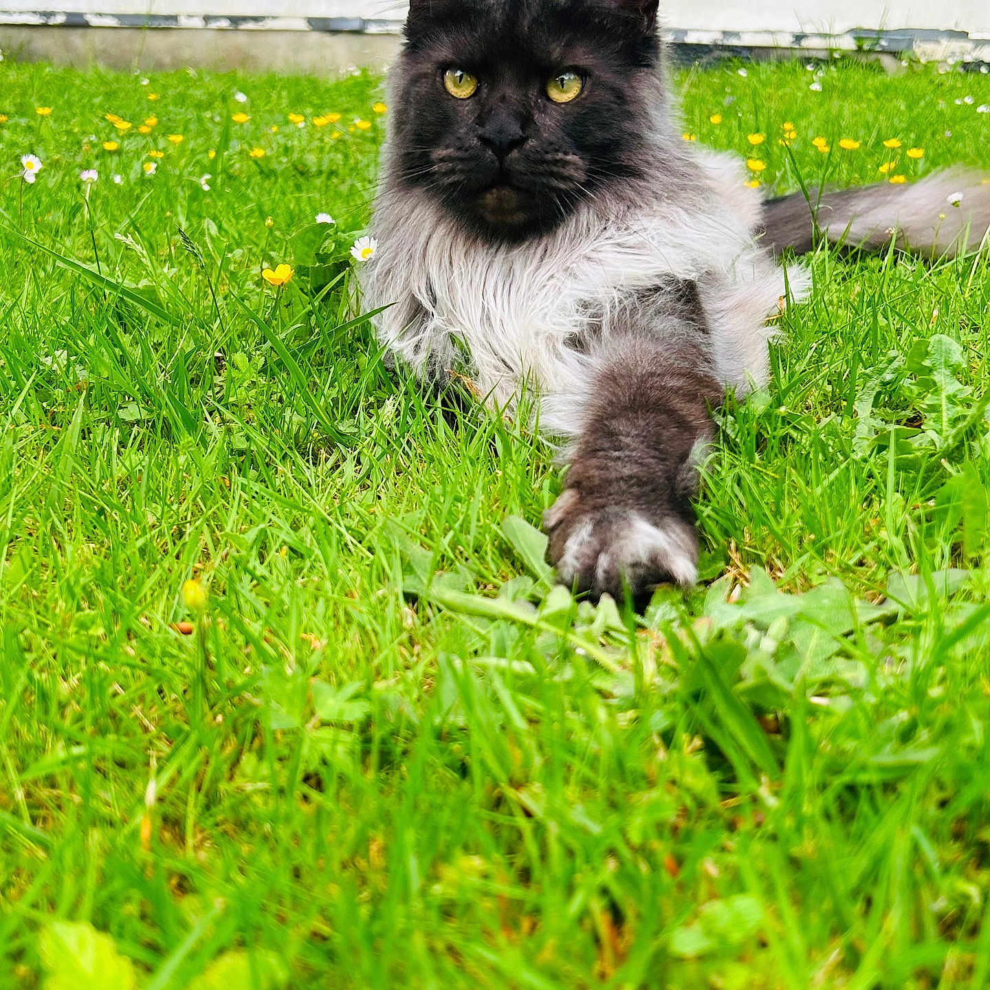 Vénus participe au concours pour gagner de l'argent avec cette photo : animal, cat, close_up, cute, feline, flower, garden, grass, greenery, laying_down, long_hair, maine_coon, nature, outdoor, paw, pet, relaxed, summer, white_flower, yellow_flower