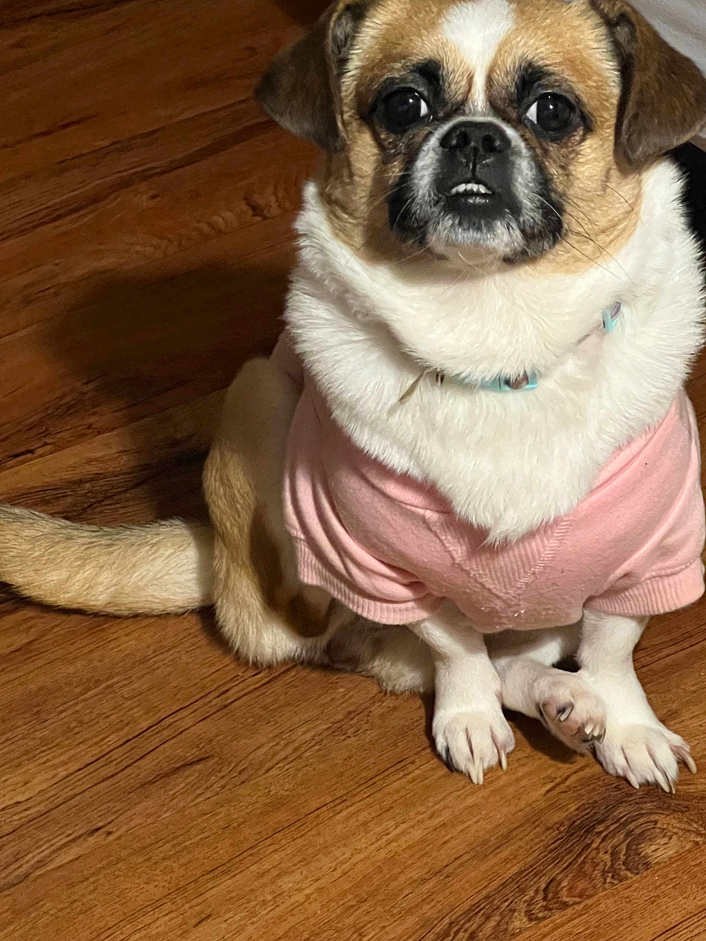 Lyla