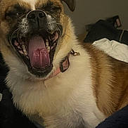 Lyla joined the competition — help win amazing prizes! dog, close_up, tongue_out, yawning, indoor, pet, canine, collar, fur, brown_and_white, animal, cute, expression, sleepy, face, mouth_open, whiskers, domestic_animal, companion, relaxed