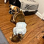 Lyla joined the competition — help win amazing prizes! dog, diaper, pet_carrier, wooden_floor, indoor, brown_and_white, small_dog, looking_back, expressive_eyes, flooring, animal, domestic, cute, pet, plastic_bag, corner, wall, floor, household_item, fur