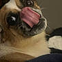 Lyla joined the competition — help win amazing prizes! dog, tongue, close_up, pet, animal, cute, funny, expression, fur, indoors, muzzle, face, whiskers, looking, brown, white, nose, wide_eyes, playful, canine