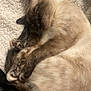 Nala is registered to the contest to win money with this photo: animal, blanket, cat, close_up, cozy, curled_up, cute, fluffy, fur, indoor, nap, paws, pet, relaxed, resting, siamese, sleeping, soft, tail, whiskers