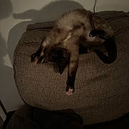 Nala joined the competition — help win amazing prizes! animal, cat, couch, cozy, dark, feline, fur, furniture, home, indoor, paws, pet, relaxed, shadow, shadow_play, stretching, tail, upside_down, wall, whiskers