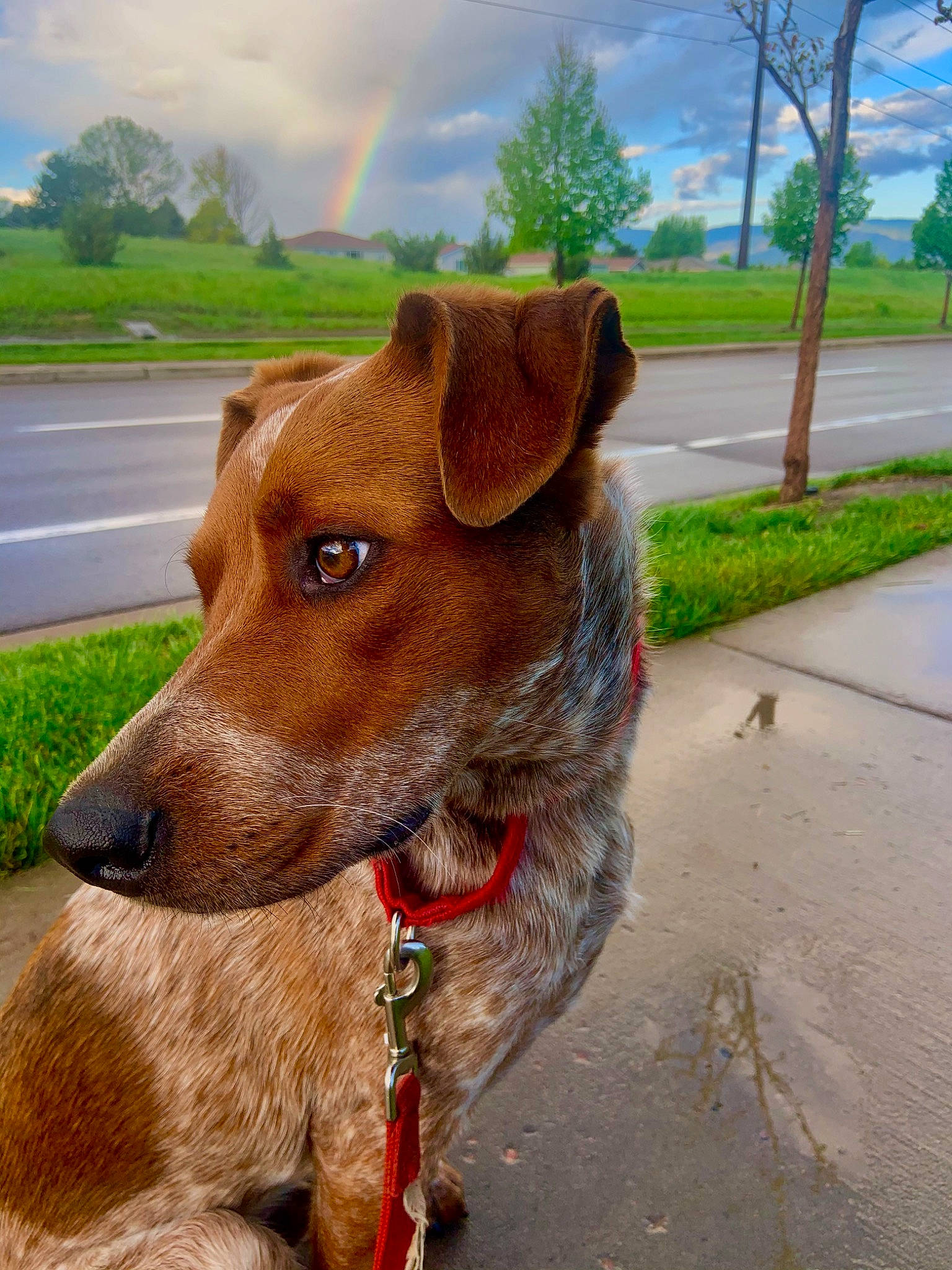 Bucky is registered to the contest to win money with this photo: carnivore, cloud, collar, companion_dog, dog, dog_breed, dog_collar, dog_supply, fawn, leash, liver, pet_supply, plant, rainbow, sky, snout, sporting_group, tree, whiskers, working_animal