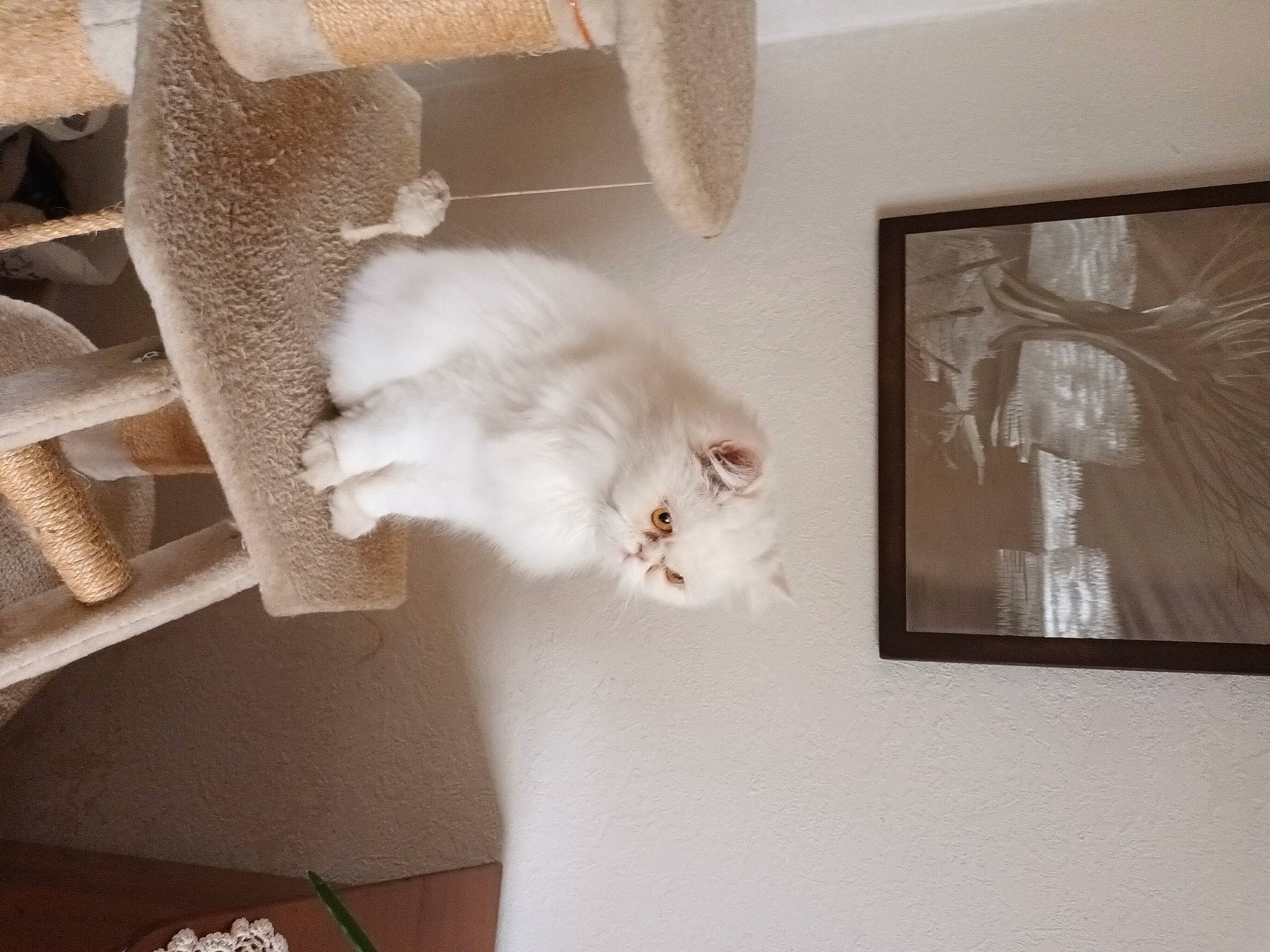 Sushi a rejoint le concours — aidez-le/la à gagner de superbes lots ! art, carnivore, cat, ceiling, chair, comfort, domestic_short_haired_cat, felidae, flooring, fur, grey, hardwood, paw, picture_frame, plaster, room, small_to_medium_sized_cats, tail, whiskers, wood