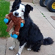 Milo is registered to the contest to win money with this photo: dog, black_and_white, plush_toy, outdoor, grass, concrete, pet, animal, sitting, cute, toy, paw, ears, fur, face, nostalgic, playful, friendly, canine, sidewalk