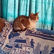 Lunabell is registered to the contest to win money with this photo: animal, blanket, brown_white_cat, cat, couch, cozy, curtains, decor, domestic, feline, furniture, home, indoor, pattern, pet, quiet, relaxing, resting, soft_light, window