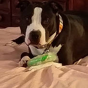 Rebel joined the competition — help win amazing prizes! dog, black_and_white, collar, toy, bed, indoor, furniture, wooden_dresser, pet, animal, resting, canine, fur, paws, looking, calm, beige, comfort, domestic, cute