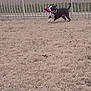 Rebel is registered to the contest to win money with this photo: dog, running, toy, red_toy, fence, yard, grass, outdoor, pet, black_and_white_dog, playful, animal, canine, collar, parked_car, motion, active, daytime, grass_field, pet_play
