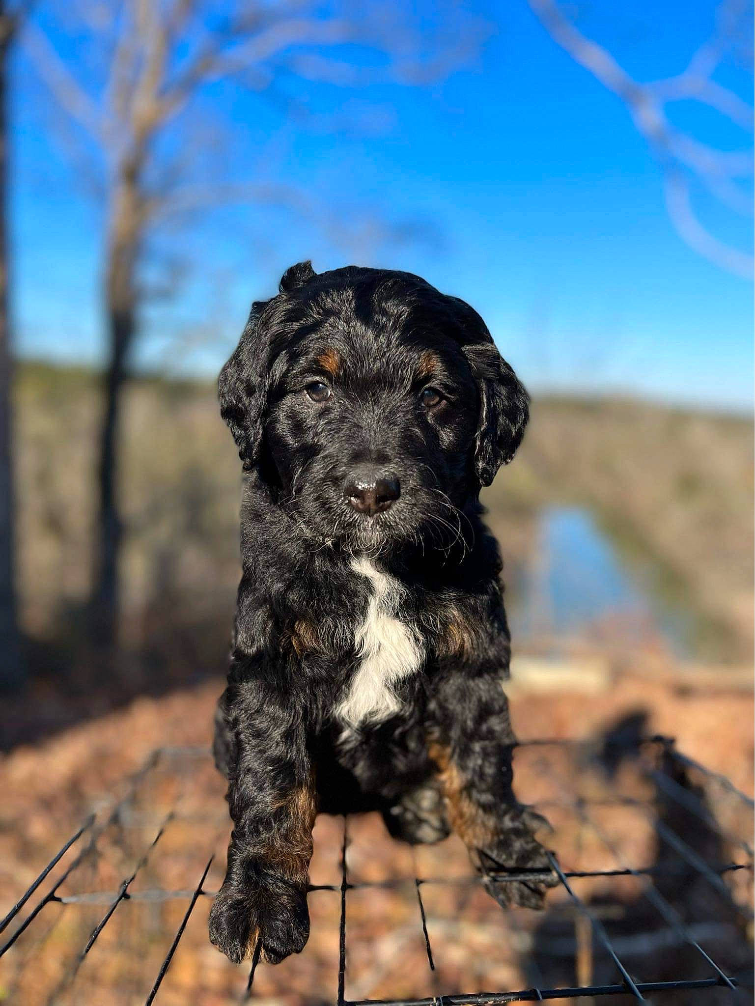 Willow Rose is registered to the contest to win money with this photo: canidae, carnivore, companion_dog, dog, dog_breed, fawn, fur, gun_dog, puppy, sky, snout, soil, spaniel, sporting_group, tail, terrier, tree, water_dog, working_animal, working_dog