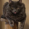 cat, black_cat, fluffy, tongue_out, scratching_post, pet, feline, animal, cute, relaxed, indoor, portrait, whiskers, ears, paws, fur, yellow_eyes, close_up, resting, playful