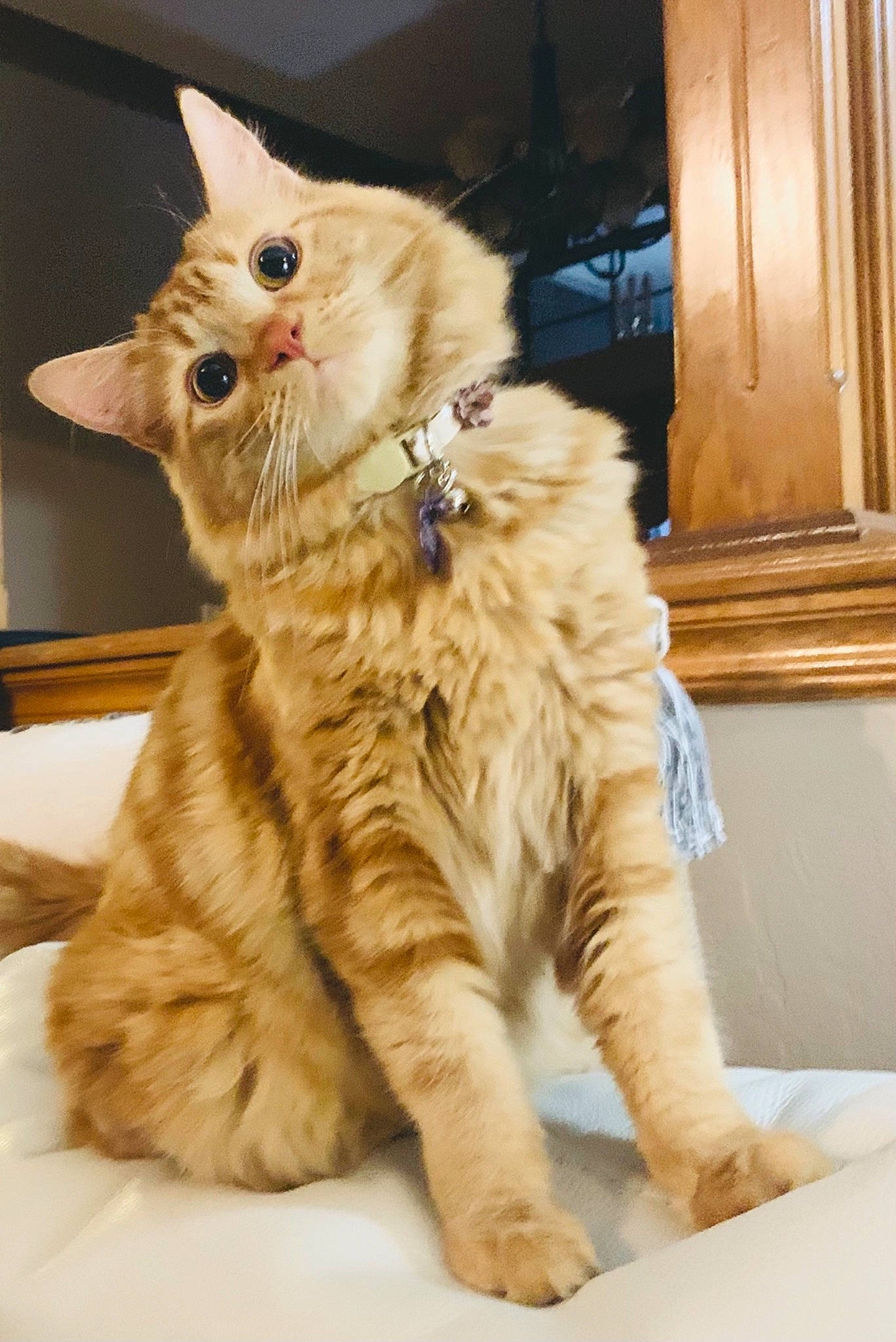 Aurora joined the competition — help win amazing prizes! british_longhair, carnivore, cat, claw, comfort, domestic_short_haired_cat, fawn, felidae, fur, maine_coon, paw, sitting, small_to_medium_sized_cats, snout, tail, terrestrial_animal, whiskers, wood