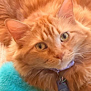 Aurora is registered to the contest to win money with this photo: cat, orange_tabby, close_up, green_eyes, collar, pet_tag, fluffy_fur, whiskers, indoor, soft_texture, feline, cute, domestic_cat, relaxed, portrait, animal, mammal, furry, companion, resting