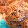 cat, orange_tabby, close_up, green_eyes, collar, pet_tag, fluffy_fur, whiskers, indoor, soft_texture, feline, cute, domestic_cat, relaxed, portrait, animal, mammal, furry, companion, resting