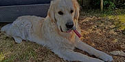 Happy a rejoint le concours — aidez-le/la à gagner de superbes lots ! dog, golden_retriever, grass, outdoor, sunlight, chew_stick, sofa, furniture, leafy_plants, pet, animal, canine, relaxed, backyard, nature, summer, tongue, fur, resting, shade