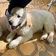 Happy a rejoint le concours — aidez-le/la à gagner de superbes lots ! dog, puppy, golden_retriever, fluffy, tongue_out, happy, floor, tile, patterned_tile, person, leg, shoe, sneaker, sunlight, indoor, resting, pet, animal, cute, domestic