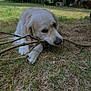 Happy a rejoint le concours — aidez-le/la à gagner de superbes lots ! dog, puppy, golden_retriever, grass, stick, outdoor, garden, trees, trampoline, bench, sunny, daylight, nature, playful, animal, pet, canine, chewing, lying_down, fur
