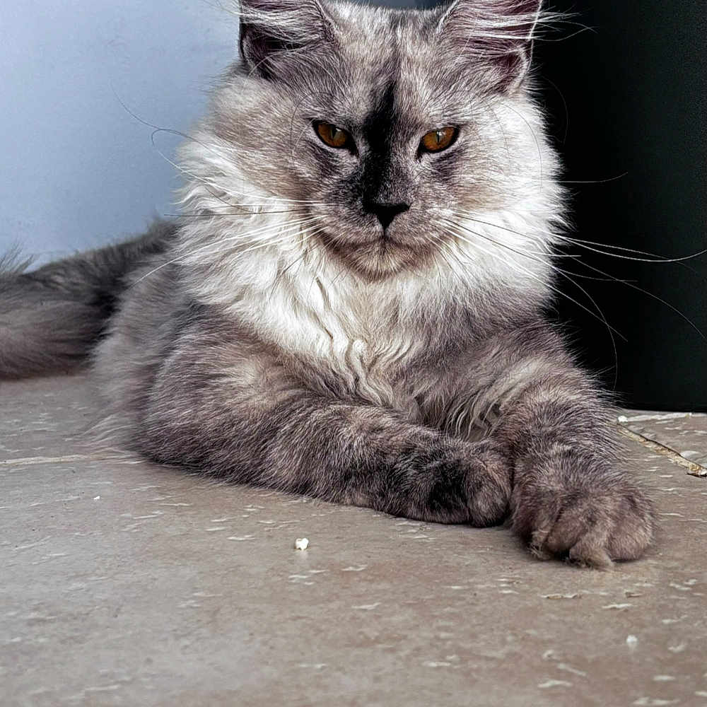 Wess participe au concours pour gagner de l'argent avec cette photo : abyssinian, angora, animal, cat, gray, kitten, manx, pet, siamese, snout