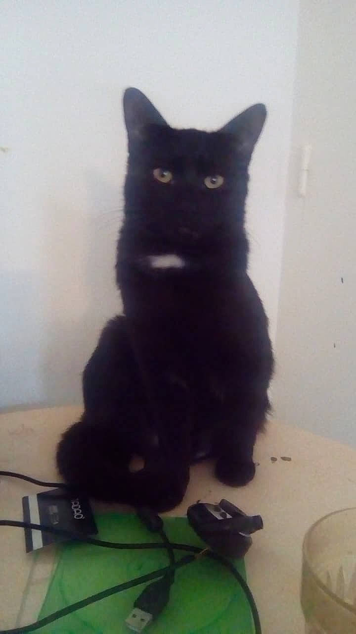 Griffon a rejoint le concours — aidez-le/la à gagner de superbes lots ! black_cat, box, carnivore, cat, claw, comfort, domestic_short_haired_cat, felidae, flooring, fur, grey, iris, paw, sitting, small_to_medium_sized_cats, snout, stairs, tail, whiskers, window